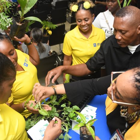 DSC_0409 Lena Peart (right), business relationship and sales manager, JN Bank Half Way Tree hands out seedlings to members of staff at JN Bank. Looking on is Mark Harvey, acting extension officer at the Rural Agricultural Development Authority.